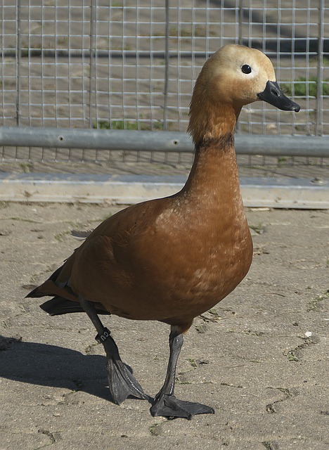 战功
